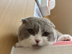 -瑞派康怡24h宠物医院·犬猫医疗中心·微创绝育(瑞景分院)
