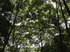 -王顺山国家森林公园