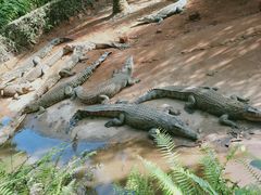 -海南热带野生动植物园