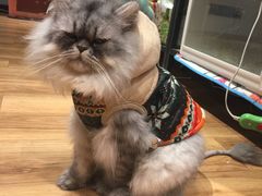 -藦茜花园宠物主题亲子互动体验馆(国顺东路店)