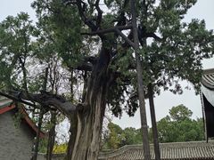 -黄帝陵