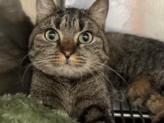 -东日国际动物医院·CT·心脏专科(桃源分院)