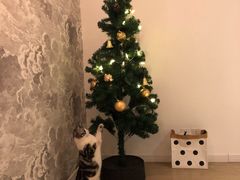 -猫大福·Fortune Cat猫舍(百子湾店)