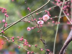 -智慧盲人按摩艾灸-颈肩腰膝疼痛调理(浦东店)