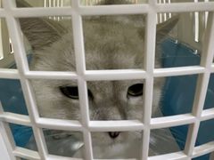 -瑞鹏宠物医院·猫科·宠保定点(梅溪湖分院)