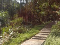 -黄埔油麻山森林公园