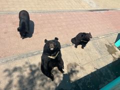 -西霞口神雕山野生动物世界