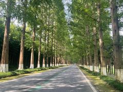 -黄海国家森林公园