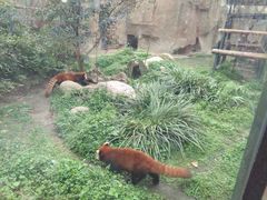 游乐设施-成都动物园