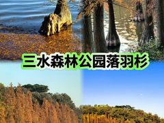 -三水森林公园