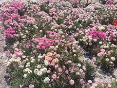 -上海鲜花港