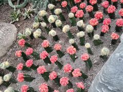 -南山植物园