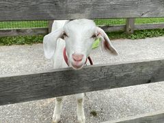 -前小桔亲子创意农场·草莓采摘·露营烧烤