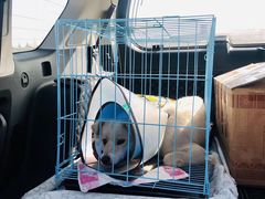 -米苏动物医院·犬猫专科·骨科外科内窥镜