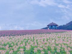 -径山花海