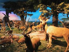 -国家自然博物馆