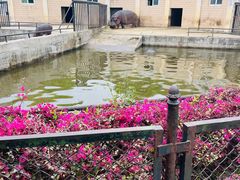 -合肥野生动物园