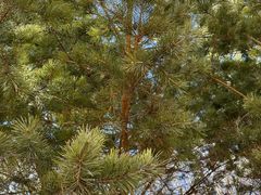 -亚布力新体委滑雪场