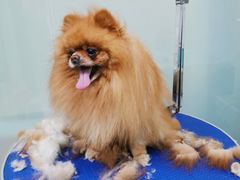 -创凡宠物医院·骨专科  猫科中心(西乡分院)