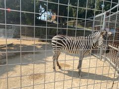 -泉州海丝野生动物世界