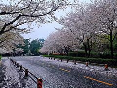 -武汉大学-樱园
