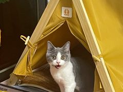 -瑞派旺宝宠物医院·犬猫全科综合·尿道专科(莲兴院)