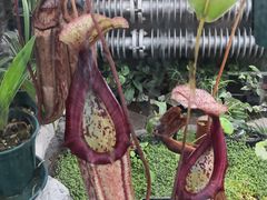 -国家植物园南园