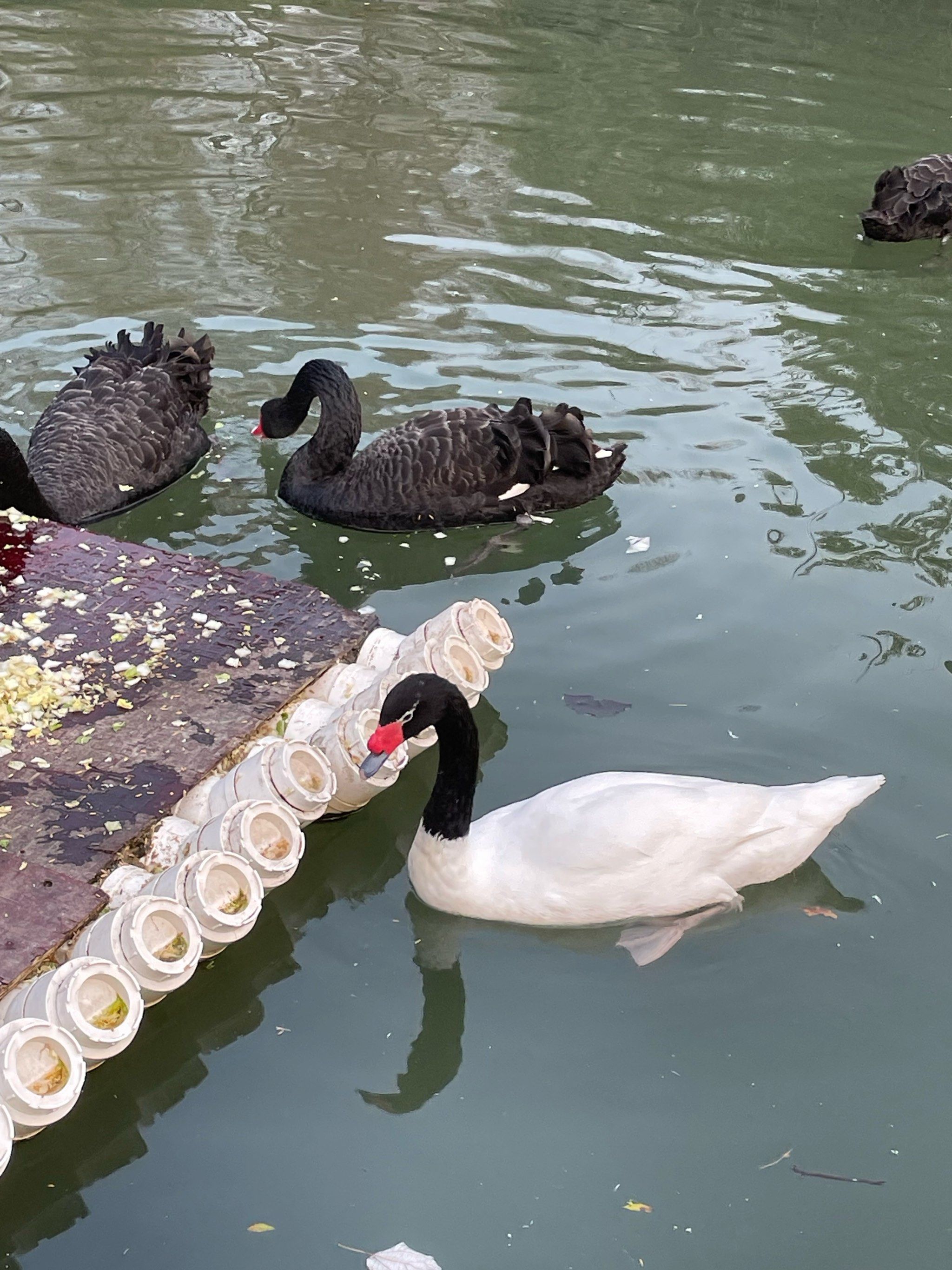 去长沙动物园看这只双色天鹅吧