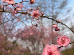 -重庆彩云湖湿地公园