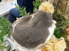 -共舞时光猫咖·狗咖(新街口店)