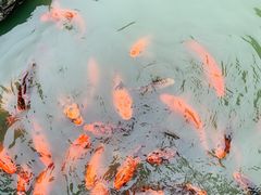 -老幺泉水鸡