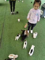 -萌宠亲子动物乐园(槐房万达店)