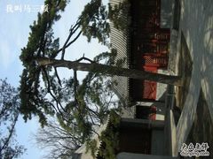 -北京鹫峰国家森林公园