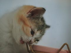 -平行世界·猫咖(首经贸店)