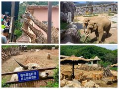 -青岛森林野生动物世界