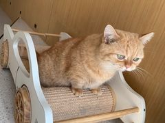 -飞行喵MR PILOT|猫舍·猫咖(静安大融城店)