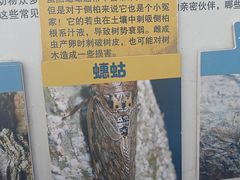 -佛慧山