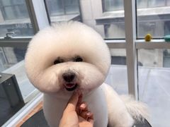 -爱宠屋pet shop·宠物洗澡·宠物美容