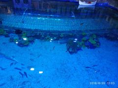 -华夏文旅海洋公园