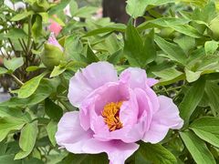 -洛阳市隋唐城遗址植物园