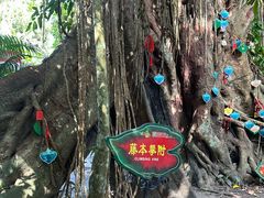 -呀诺达热带雨林