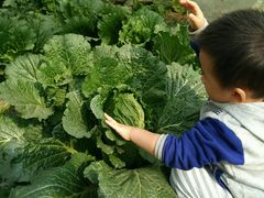 -庞各庄翠芳园西瓜蔬菜基地采摘园