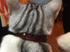 -李小姐の猫咖啡馆(五角场店)