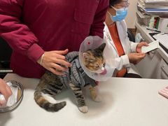 -瑞派·关忠动物医院·异宠专科·犬猫肿瘤·皮肤专科(望京店)