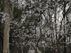 -九曜山