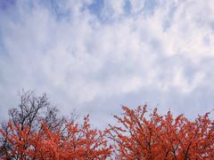 -顾村公园