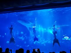 -烟台海昌鲸鲨海洋公园