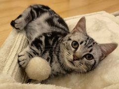 -猫咪派对(江南西店)