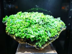 -中国地质大学逸夫博物馆