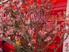 -越秀西湖花市(广州城市广场花卉店)